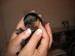 1274087675_33655842_1-Pictures-of--Yorkshire-Terrier-Puppies-for-sale-from-a-loving-home-1274087675