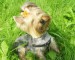 kokardka-yorkshire-terrier-