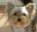 Yorkshire Terrier-8 months-Brown-1187049407