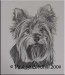 yorkshire-terrier-drawings